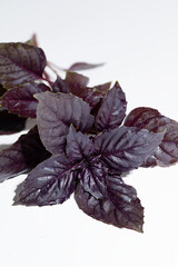Burgundy basil on a white background.