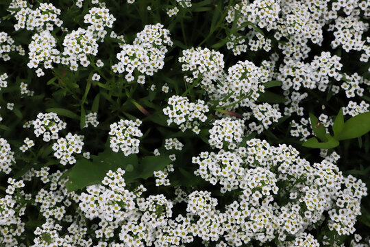 Cluster of small white alyssum flowers in garden close up
