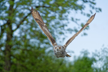 Hibou 