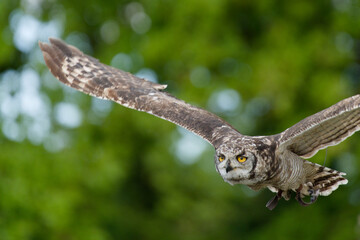 Hibou 