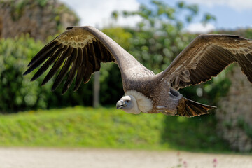 Vautour fauve