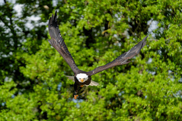 Aigle pêcheur américain