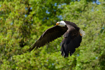 Aigle pêcheur américain