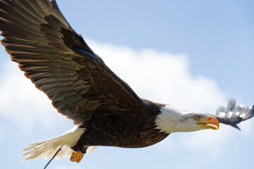 Aigle pêcheur américain