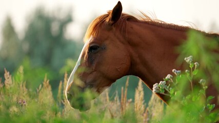 A chestnut horse with a white blaze on its face grazes in a field of tall grass and wildflowers. The sun shines brightly on the horse's coat.