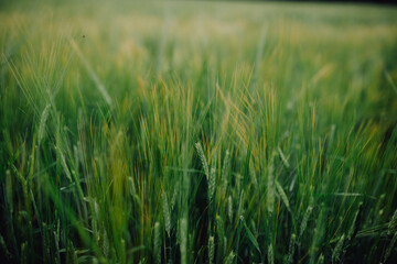 Obraz premium a green field with grain crops, spikelets close-up. wheat growing, agriculture, food, barley, oats. Flour production, bread, harvest. Grain export
