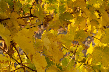 Vine yellow leaf close-up on a blurry background. Colorful autumn background. Leaves in bright sunlight view from below. Ripe grapes, the concept of harvesting, maturation. Full frame orange leaves