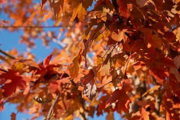 Red maple leaves and blue sky. Autumn bright sunny natural background. leaves in soft blurred focus for notebook website design. The concept of autumn warm days. Full frame bottom view. Autumn Park