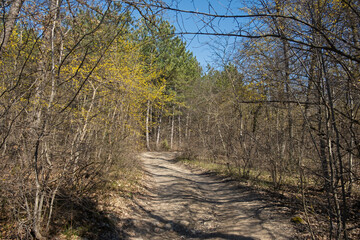 Spring forest road. A dirt road among flowering and pine trees. The sunny landscape of early spring. The dogwood is in bloom. Bright blue sky through the branches. The concept of traveling, hiking