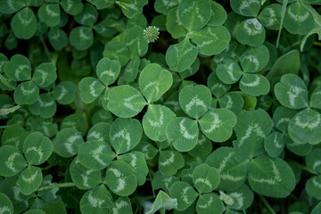 Clover leaves background. Green leaves top view. Natural summer background for the design. The concept of St. Patrick's Day. The concept of luck and well-being. A carpet of leaves in the forest