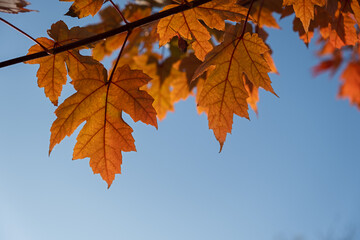 Red maple leaves and blue sky. Autumn bright sunny natural background. leaves in soft blurred focus for notebook website design. The concept of autumn warm days. Full frame bottom view. Autumn Park