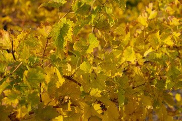 Vine yellow leaf close-up on a blurry background. Colorful autumn background. Leaves in bright sunlight view from below. Ripe grapes, the concept of harvesting, maturation. Full frame orange leaves