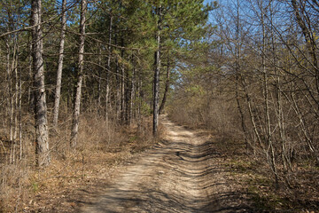 Naklejka premium Spring forest road. A dirt road among flowering and pine trees. The sunny landscape of early spring. The dogwood is in bloom. Bright blue sky through the branches. The concept of traveling, hiking