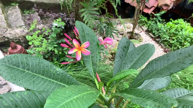 Pink and yellow flowers or Adenium Arabicum in the garden. Beautiful flowers blown by the wind during the rain