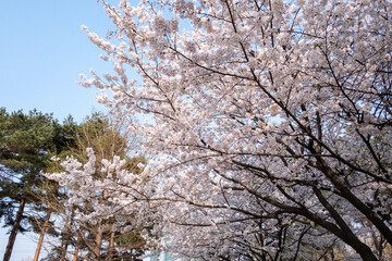 Pot Kot or Cherry Blossom in spring with Soft focus, in Seoul Forest, South Korea