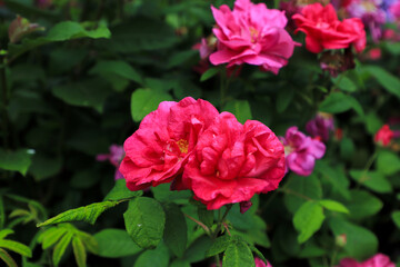 flower national botanical garden wales 