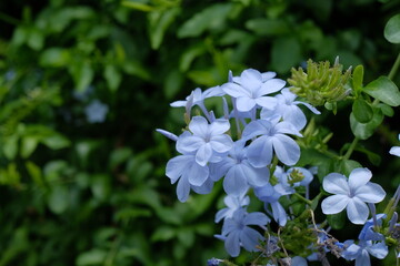 Leadwort, Cape Plumbago in full blooming