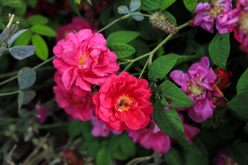 Fototapeta premium flower national botanical garden wales 