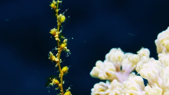 An incredible underwater video of skeleton shrimps hanging onto a soft coral branch against the deep blue ocean background.