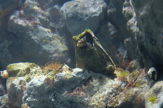 picoroco,Austromegabalanus psittacus in the Japanese Aquarium