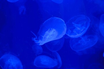 Asian Moon Jelly in an aquarium