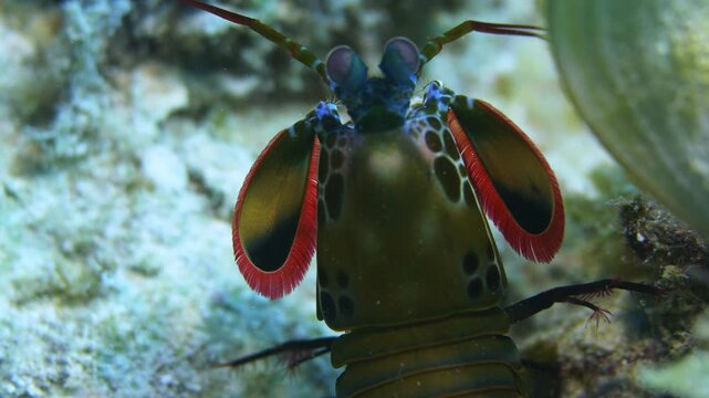 An amazing colored mantis shrimp walking on the ocean floor corals and stopping showing its beautiful colors.