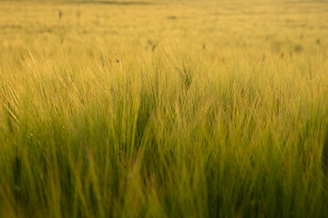 Golden wheat close-up. Golden sunset light. Soft warm summer background. Cultivation of grain crops, conceptual agriculture. Summer natural background. Ripe wheat ears in the bright rays of the sun