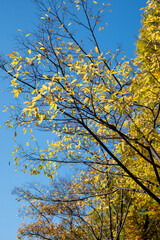 Colorful leaves, autumn season with blue sky in the background