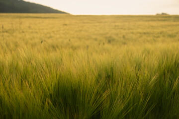 Golden wheat close-up. Golden sunset light. Soft warm summer background. Cultivation of grain crops, conceptual agriculture. Summer natural background. Ripe wheat ears in the bright rays of the sun