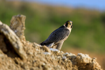 Falcon at sunset. Peregrine falcon, Falco peregrinus, perched on cliff edge. Majestic bird of prey...