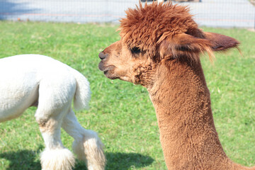 Obraz premium Cute brown alpaca on farm in summer. Pets and breeding of llamas. Wool and clothing production. 