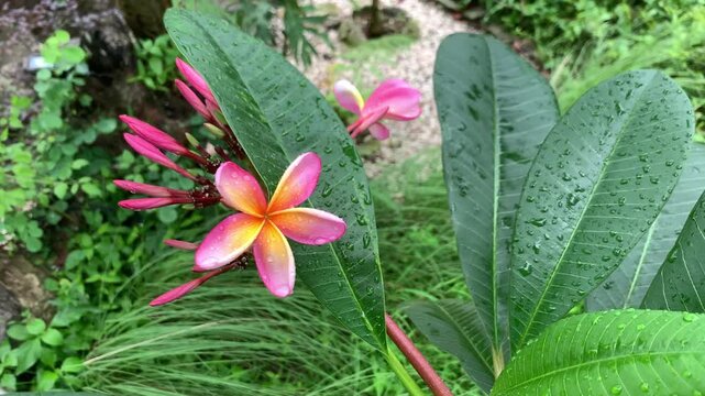 Pink and yellow flowers or Adenium Arabicum in the garden. Beautiful flowers blown by the wind during the rain