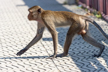 A macaque with registration code on hand is walking on the pavement, Thailand