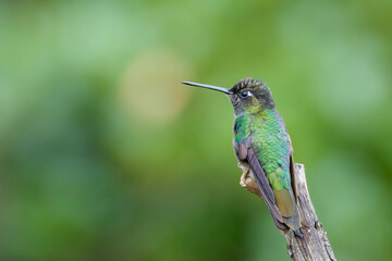 Magnificent Hummingbird (Eugenes fulgens) perched on a branch, seen from behind, San Gerardo de Dota, Costa Rica.