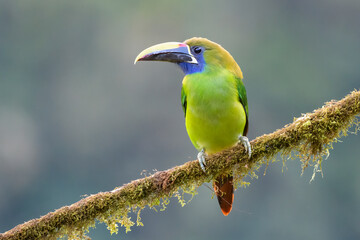 Emerald Toucanet (Aulacorhynchus prasinus) perched on a branch with mosses, San Gerrardo de Dota, Costa Rica.