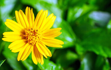 blooming pretty yellow creeping daisy flower, close-up of pollen yellow creeping daisy flower,  yellow creeping daisy flowers growing in rainy season