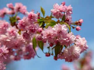 blooming sakura branch in spring, covered with decorative pink flowers, close-up of a flowered tree branch, multi-petaled flowers, blue sky in the background