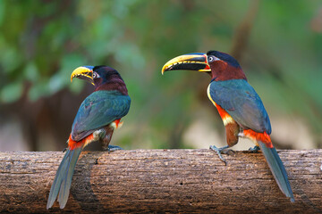 Chestnut-eared aracari (Pteroglossus castanotis)searching for food in the Pantanal region of Brazil