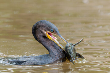Neotropic Comorant or Olivaceous Cormorant (Nannopterum brasilianum) eating a fish in the Pantanal Wetlands in Brazil