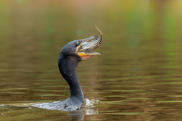 Neotropic Comorant or Olivaceous Cormorant (Nannopterum brasilianum) eating a fish in the Pantanal Wetlands in Brazil