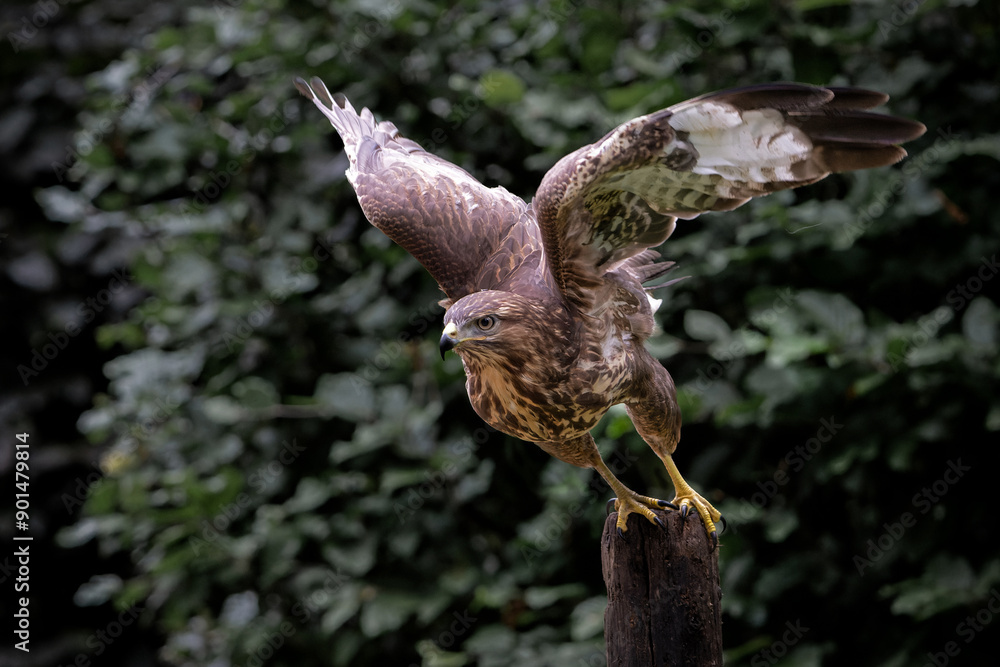 Canvas Prints Common Buzzard (Buteo buteo) flying in the forest of Noord Brabant in the Netherlands.  Green forest 