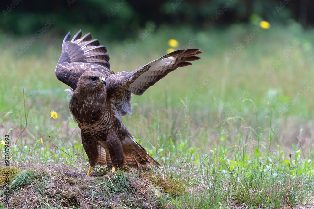 Canvas Prints Common Buzzard (Buteo buteo) flying in the forest of Noord Brabant in the Netherlands.  Green forest 