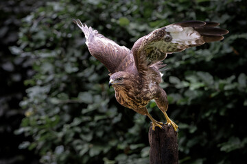 Common Buzzard (Buteo buteo) flying in the forest of Noord Brabant in the Netherlands.  Green forest 