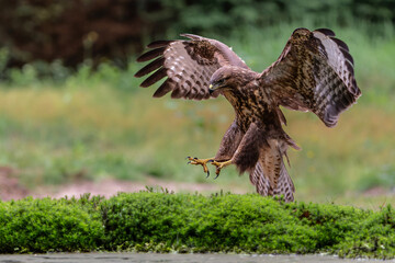 Common Buzzard (Buteo buteo) flying in the forest of Noord Brabant in the Netherlands.  Green forest 