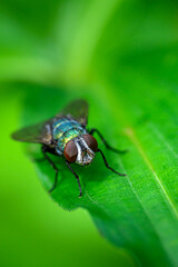 Naklejka premium fly on leaf