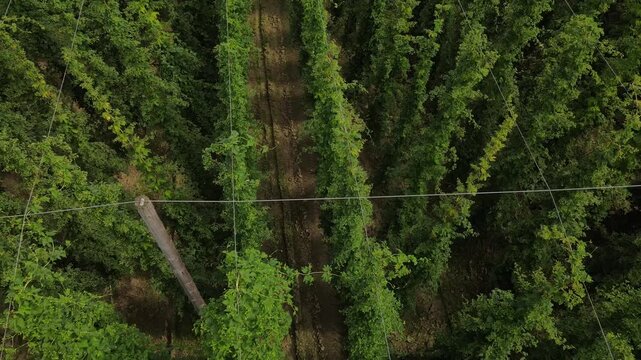 Fly from top along a Bavarian hops field during summer grow time and see the landscape from a different angle