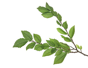 Green elm tree twig, branch with leaves isolated on white 