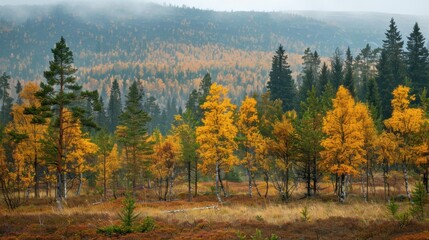 Boreal Forest: Also called taiga, this biome is distinguished by its extensive coniferous forests, cold climate, and short, cool summer periods.
