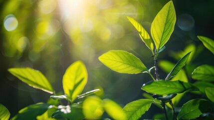 Obraz premium Photosynthetic Efficiency: The proportion of light energy converted into chemical energy through photosynthesis, determining the effectiveness of plants in energy production. 