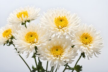 Obraz premium Chrysanthemum flowers on white background, Ai Generated